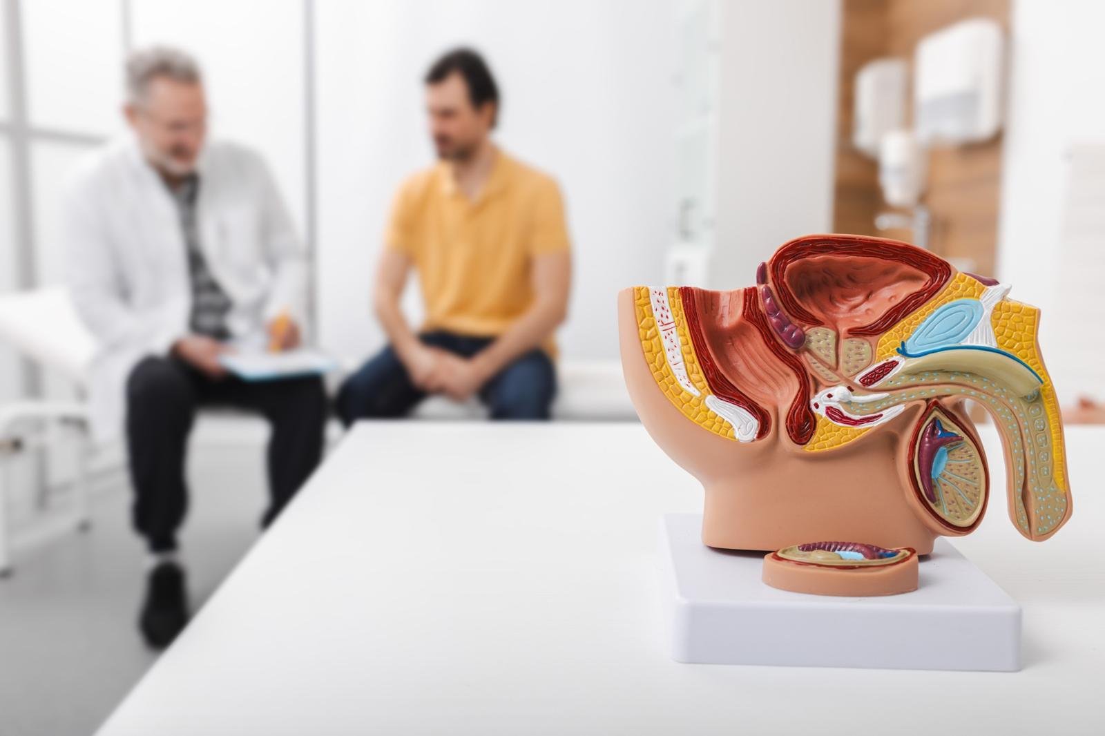 urologia-modelo-anatomico-consulta Modelo anatómico del aparato urinario masculino en consulta de urología